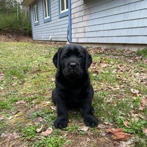 Meet your Posher, Will